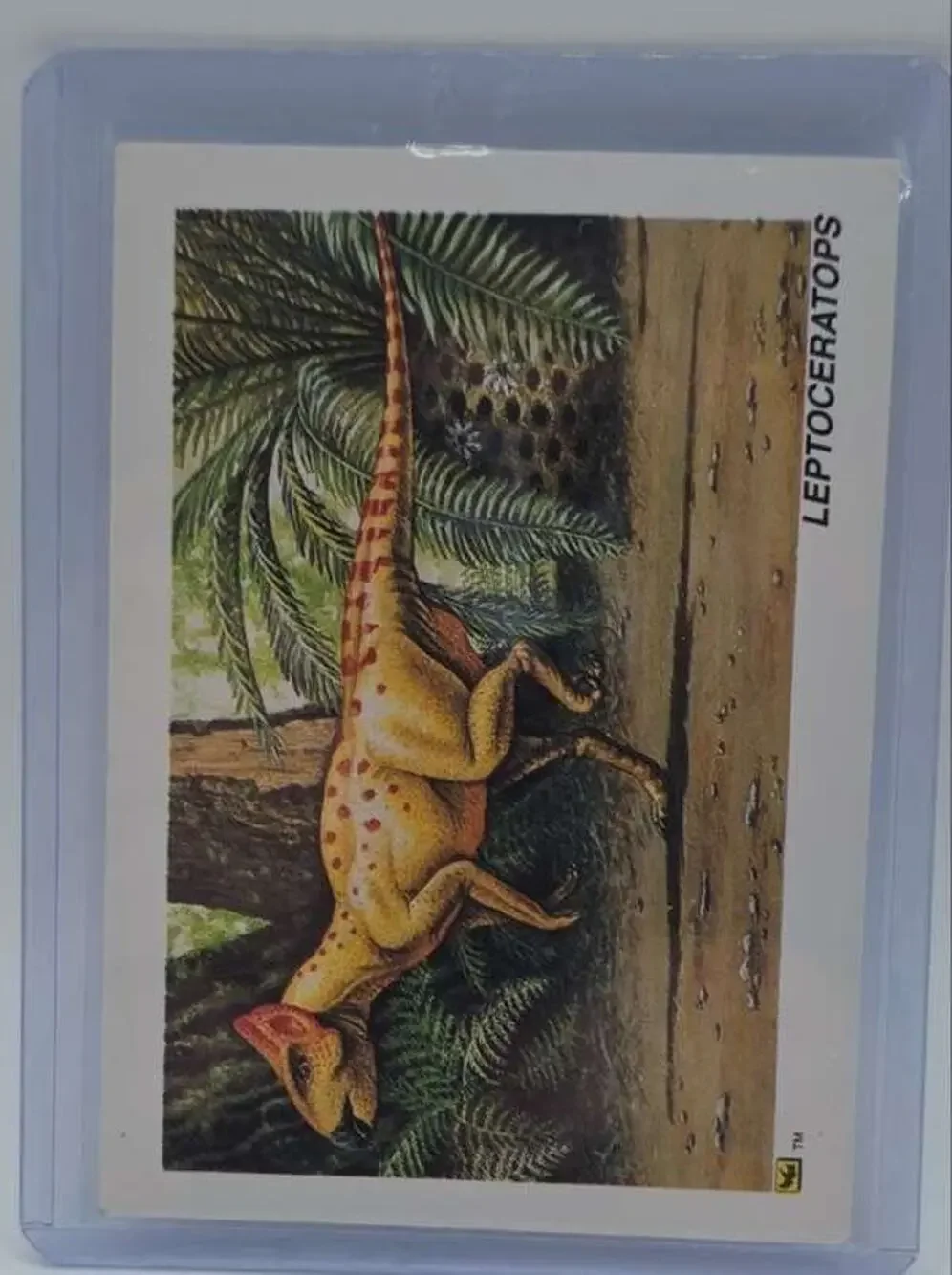 1992 DinoCardz #23 Leptoceratops Card